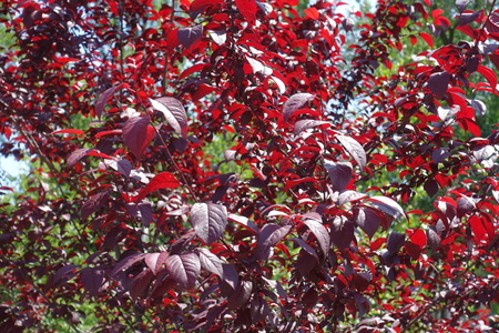 Purple leafage of prunus pissardii in spring