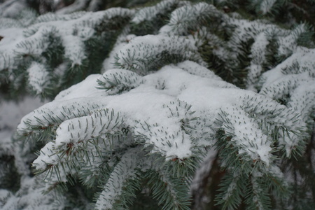 Grayish green foliage of blue spruce covered with snowの写真素材