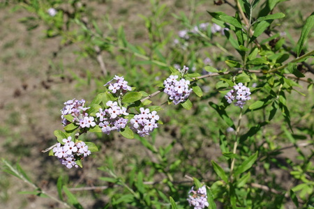 Pale violet flowers on branch of daphne in May