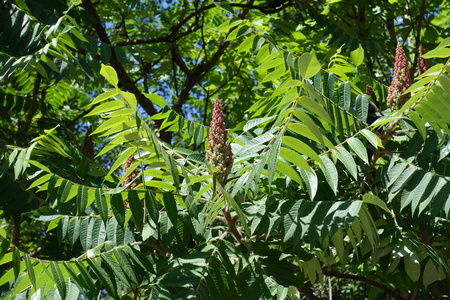 Pinkish green conic cluster of vinegar tree