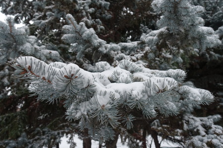 Cover of snow on blue green branches of Picea pungensの写真素材
