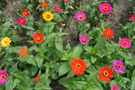 View of flowerbed with colorful flowers of Zinnia elegans from aboveの写真素材