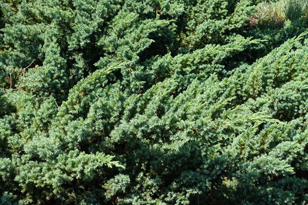 Branches of Juniperus squamata in mid Julyの写真素材