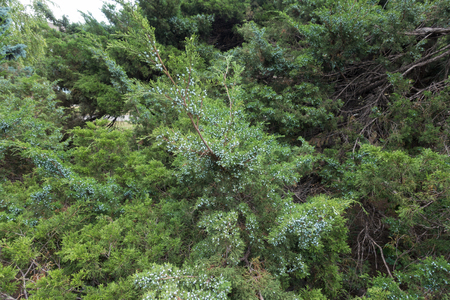 Foliage of old savin juniper with lots of berriesの写真素材