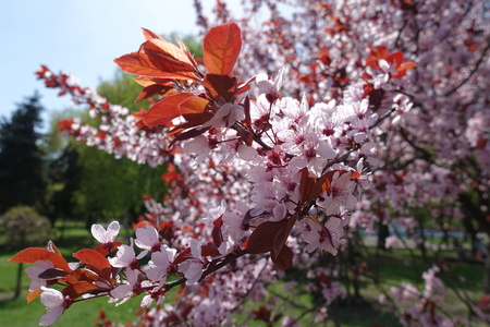 Flowering Prunus pissardii tree in spring parkの写真素材