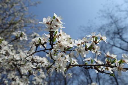 Inflorescence of Prunus cerasifera tree against blue sky