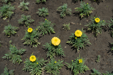 Five yellow flowers of Tagetes erecta in Mayの写真素材