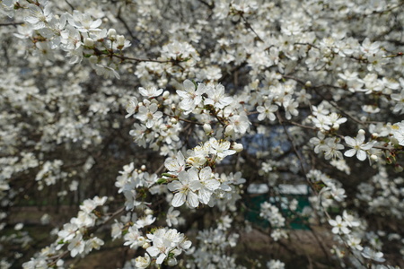 White flowers of Prunus cerasifera tree in spring