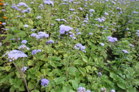 Violet flowers of Ageratum houstonianum in late July