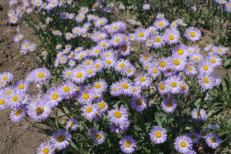 Daisy like violet flowers of Erigeron speciosus in Juneの写真素材