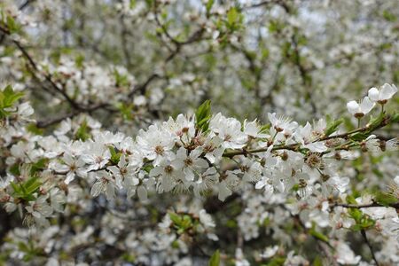 Horizontal branch of blossoming cherry tree in springの写真素材