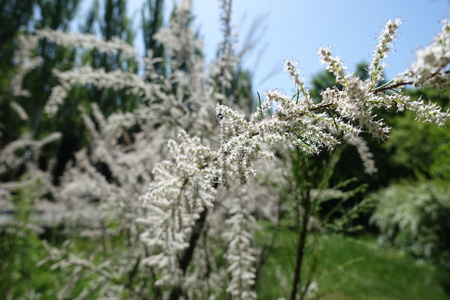 Pale pink flowers on branch of Tamarix ramosissimaの写真素材