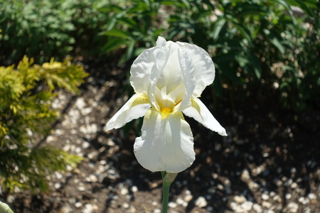 Closeup of white flower of bearded iris in May