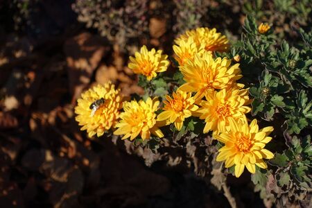 Amber yellow flowers of Chrysanthemum in Novemberの写真素材