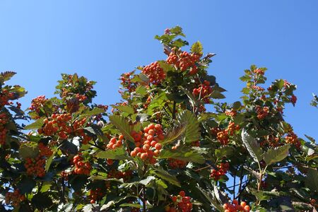 Foliage and orange berries of Sorbus aria against blue sky in September
