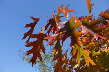 Closeup of leaves of northern red oak against blue sky in Octoberの写真素材