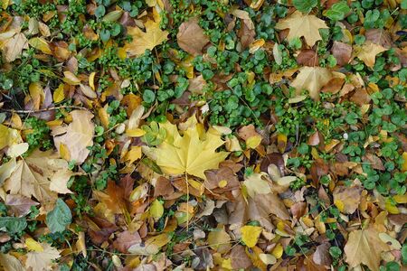 Bright colorful fallen leaves covering Glechoma hederacea in autumnの写真素材