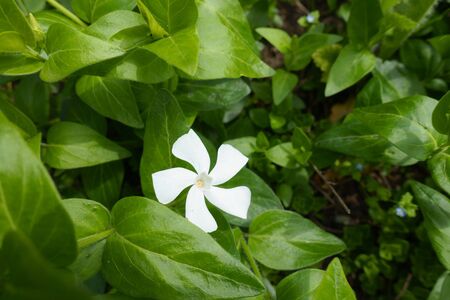 One white flower of Vinca major in Mayの写真素材
