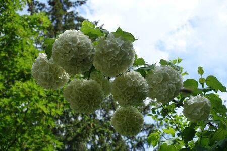 Branch of blossoming Viburnum opulus sterile in mid May