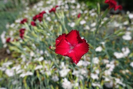 Single red flower of Dianthus in Juneの写真素材