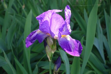 Close shot of single flower of purple bearded irisの写真素材