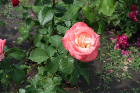 One flower of pink and white rose in Juneの写真素材