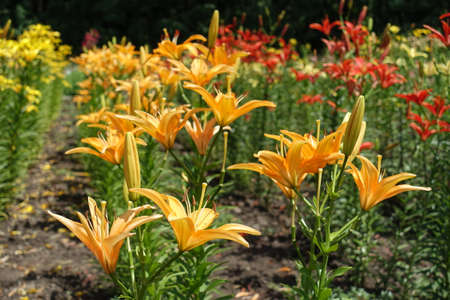 Multiple bright orange flowers of lilies in Juneの写真素材