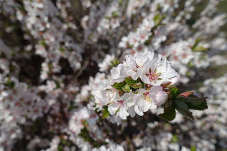 Blossom of prunus tomentosaの写真素材