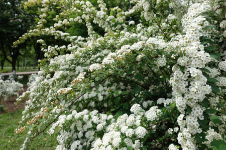 Cambered branches of blossoming germander meadowsweet in May