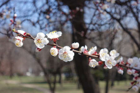 white flowers of apricot tree.