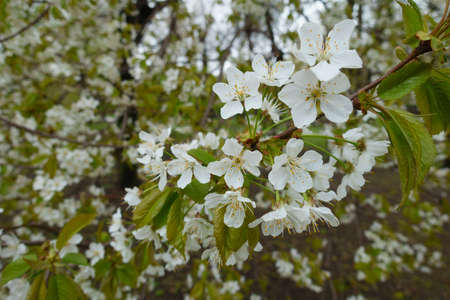 Many white flowers of sweet cherry in April