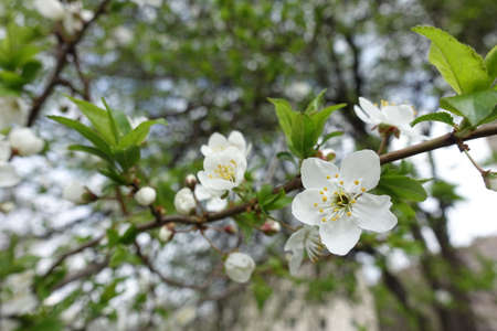 Five petaled white flower of sour cherry in mid Aprilの写真素材