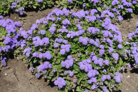 Cushion of flowering lavender colored Ageratum houstonianum in Julyの写真素材