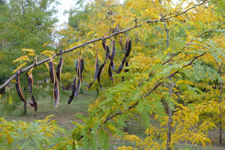 Branch of honey locust with seed pods and autumnal foliageの写真素材