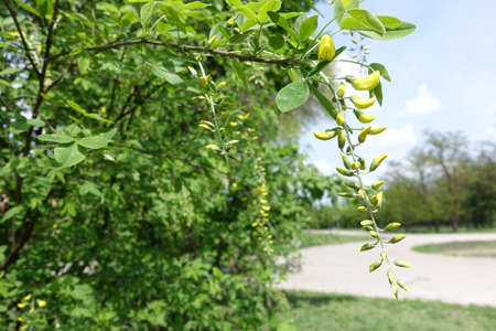 Raceme of flowers and buds of Laburnum anagyroides in May