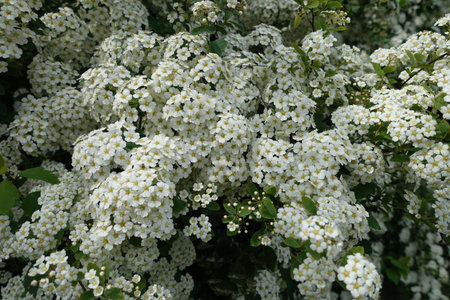 White flowers of germander meadowsweet in mid May