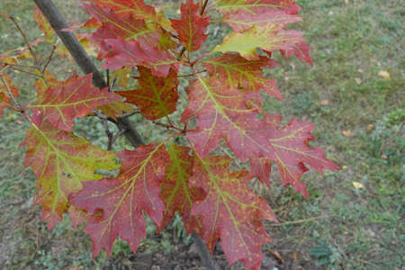 Dark red and green autumnal foliage of red oak in October