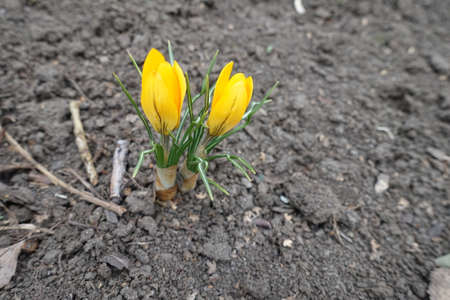 Half opened yellow flowers of crocuses in Marchの写真素材