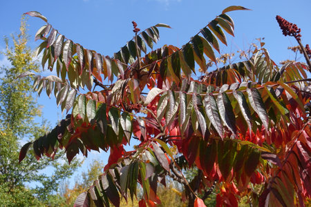 Branch of Rhus typhina with autumnal foliage and fruits against blue sky in October