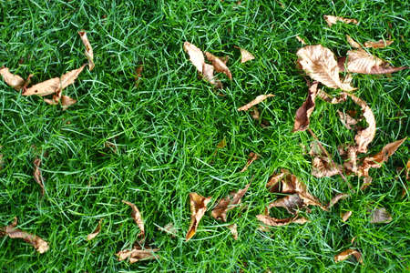 Few fallen leaves of horse chestnut on the lawn from above