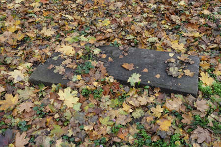 Concrete slabs and fallen leaves of maple in Octoberの写真素材