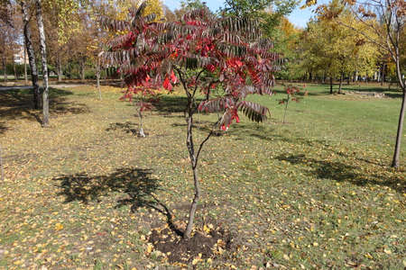 Few saplings of Rhus typhina with autumnal foliage in october