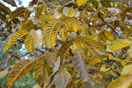 Autumnal foliage of common walnut in October