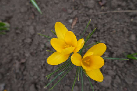 Top view of two amber yellow flowers of crocuses in Marchの写真素材