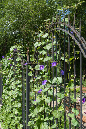 Fence covered with violet flowers of morning glory in July