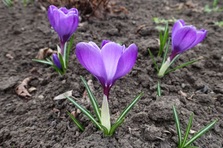 Side view of three flowers of purple crocuses in March