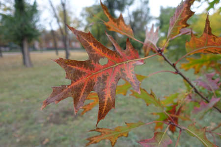 Serrated leaf of red oak in October