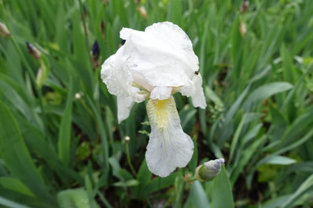 1 white flower of Iris germanica in May