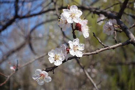 Some white flowers of apricot tree in Aprilの写真素材