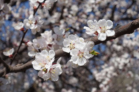 Thick branch of apricot tree with white flowers in Aprilの写真素材